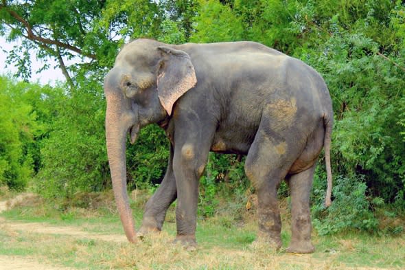 Elephant weeps as it's rescued from 50 yeas of torture