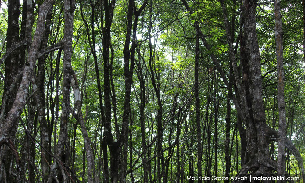 Environmental groups support stop-work order on S'gor GLC's agro park