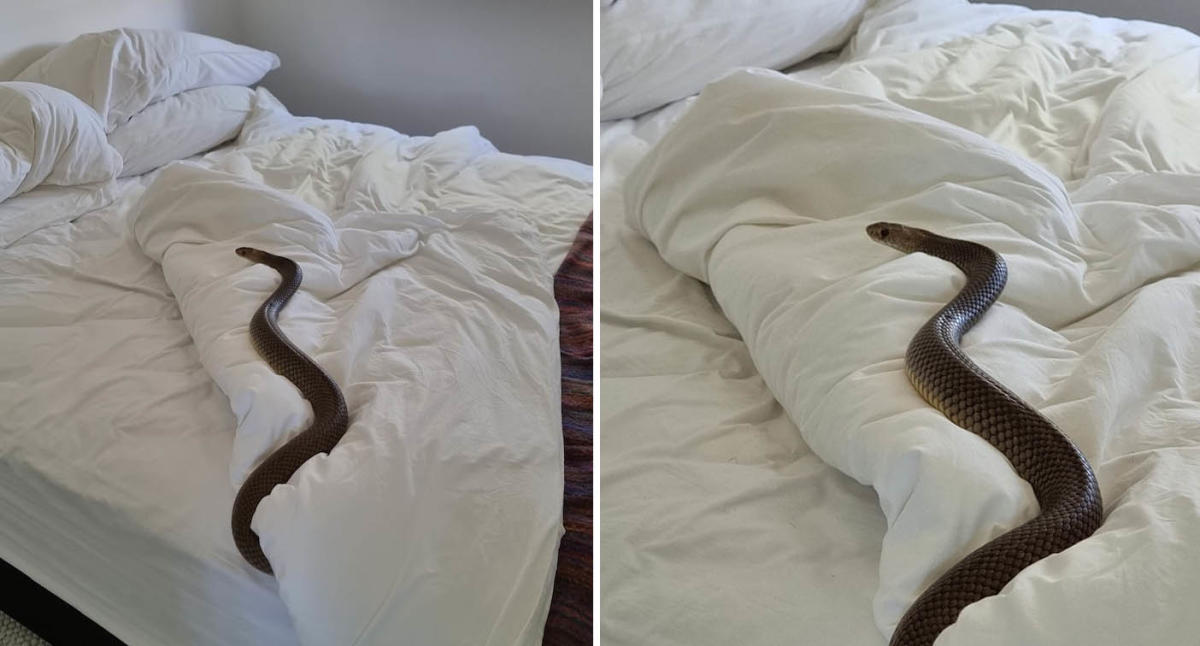 Woman finds deadly snake in her sink: 'Oh my God, it's huge