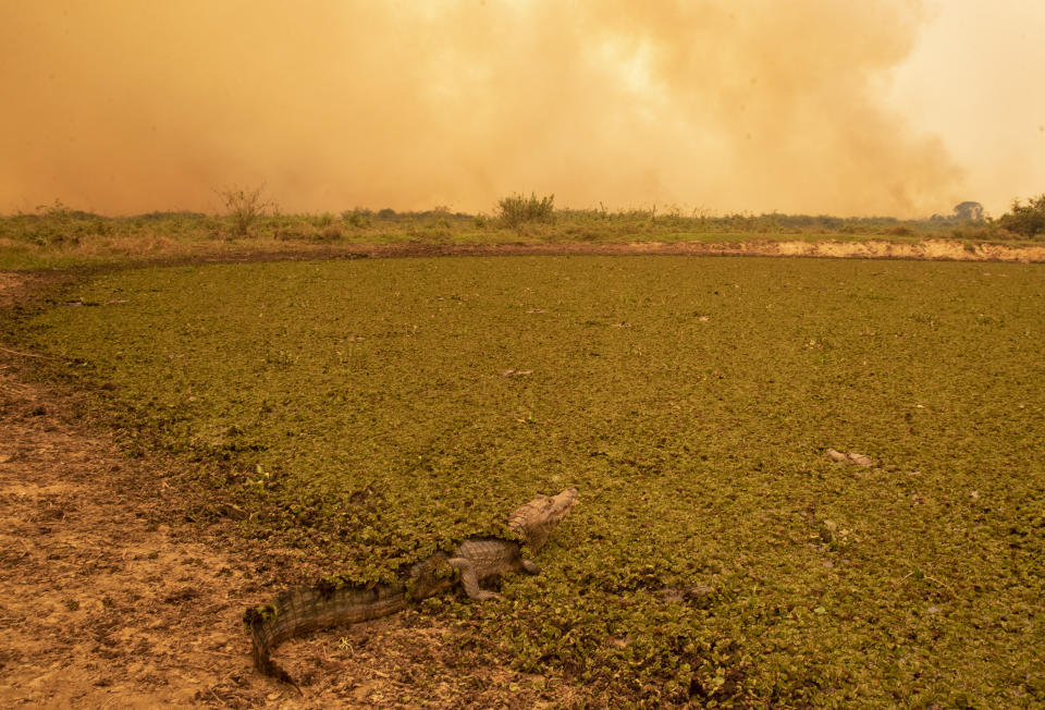 A caiman sits in a field of green as a fire consumes an area next to the Trans-Pantanal highway in the Pantanal wetlands near Pocone, Mato Grosso state, Brazil, Friday, Sept. 11, 2020. Jair Bolsonaro’s government says it has mobilized hundreds of federal agents and military service members to the region to douse the flames. However, all along the only highway through the northern Pantanal, dozens of people — firefighters, ranchers, tour guides and veterinarians — told The Associated Press that the government has exaggerated its response and there are few federal boots on the ground. (AP Photo/Andre Penner)