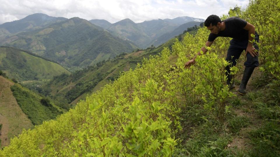 Cocalero en Colombia