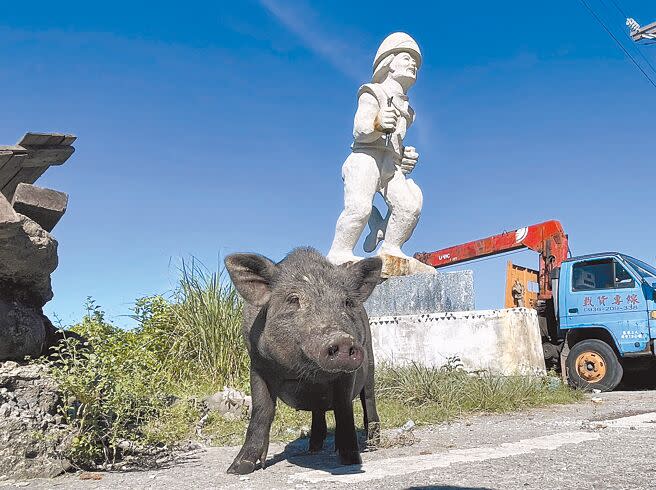 台東蘭嶼島上原生種的蘭嶼豬已經逐漸被一般的雜交豬所取代。（莊哲權攝）