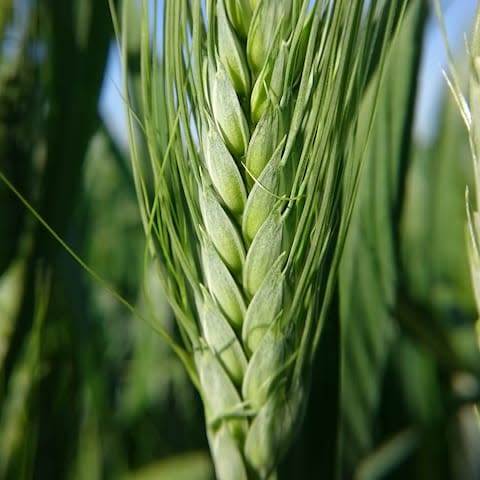 Some wheat varieties in the wild already contain starches which are less easy to digest - Credit: Quadram Institute 