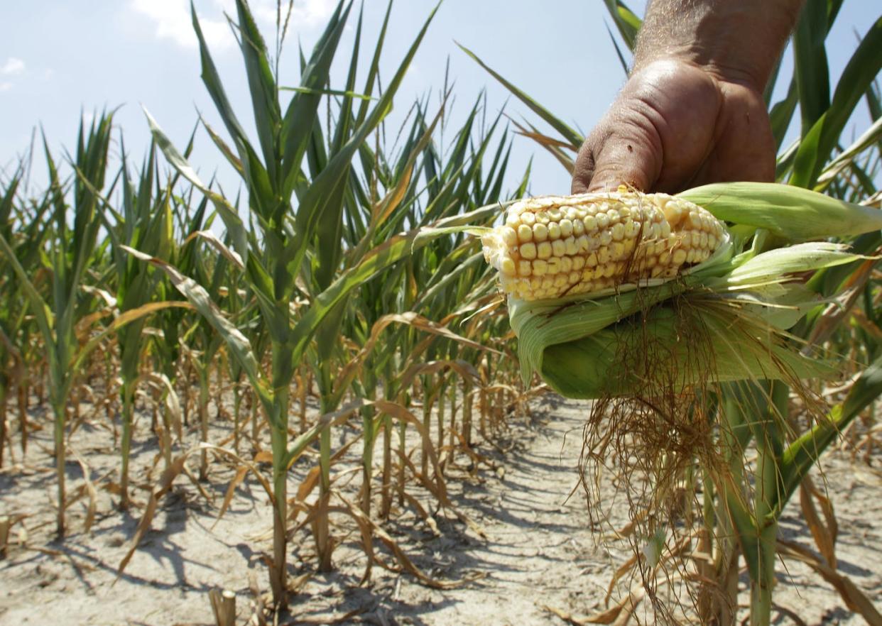 <span class="caption">Corn yields can suffer in high heat. </span> <span class="attribution"><a class="link " href="https://newsroom.ap.org/detail/WholesalePrices/8c2c2c03df9f41298d1e7624bb1de30b/photo?Query=heat%20wave%20farm&mediaType=photo&sortBy=arrivaldatetime:desc&dateRange=Anytime&totalCount=101&currentItemNo=34" rel="nofollow noopener" target="_blank" data-ylk="slk:AP Photo/Seth Perlman;elm:context_link;itc:0;sec:content-canvas">AP Photo/Seth Perlman</a></span>