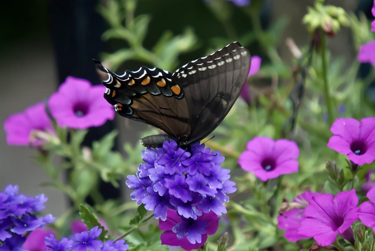 This dark morph female Eastern Tiger Swallowtail zeroes in on Superbena Cobalt verbena grown with Supertunia Vista Jazzberry petunia.