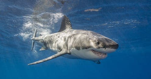 <span class="caption">Though they're protected worldwide, great white sharks encounter longline fishing vessels in half of their range.</span> <span class="attribution"><a class="link " href="https://www.shutterstock.com/image-photo/great-white-shark-swimming-just-under-427562887?src=RMRW9Gq40bji5y3b6o3eWA-1-5&studio=1" rel="nofollow noopener" target="_blank" data-ylk="slk:Wildestanimal/Shutterstock;elm:context_link;itc:0;sec:content-canvas">Wildestanimal/Shutterstock</a></span>