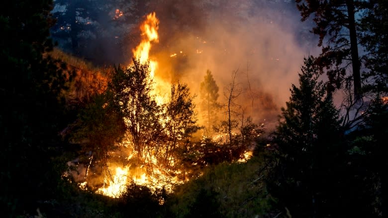 Williams Lake city councillor worries time running out to salvage B.C.'s wildfire-damaged timber