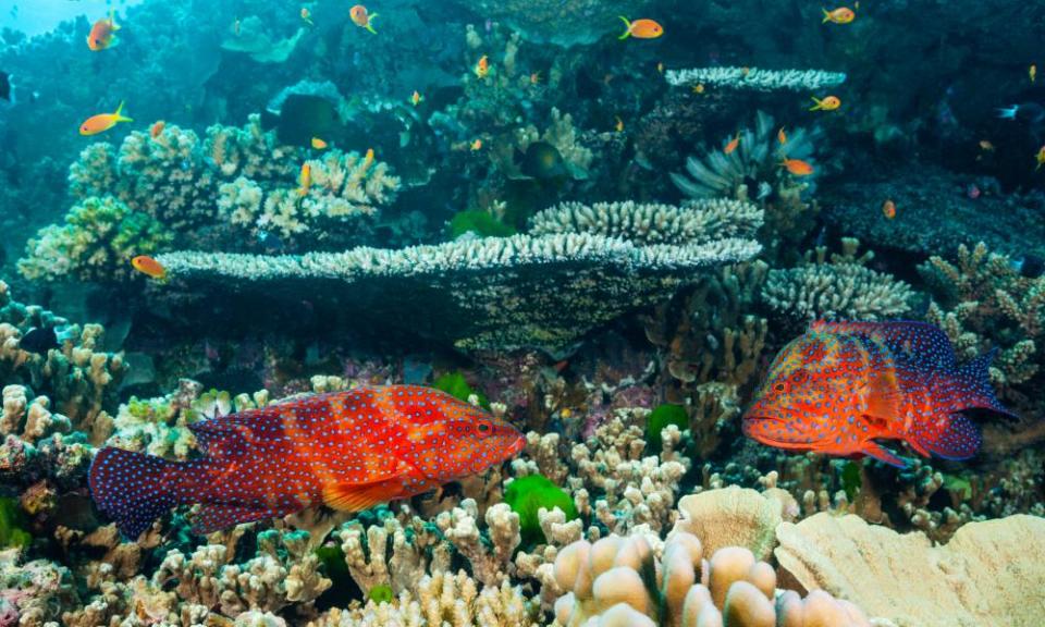 Great Barrier Reef researchers found corals inside the protected areas were more resilient to disease, bleaching, outbreaks of crown-of-thorns starfish and they recovered quicker from storm damage. Researchers have also found, not surprisingly, that “no take” zones increase the numbers of fish. 