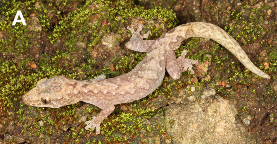An Amalosia saxicola, or rock zigzag gecko, perched on a mossy surface.