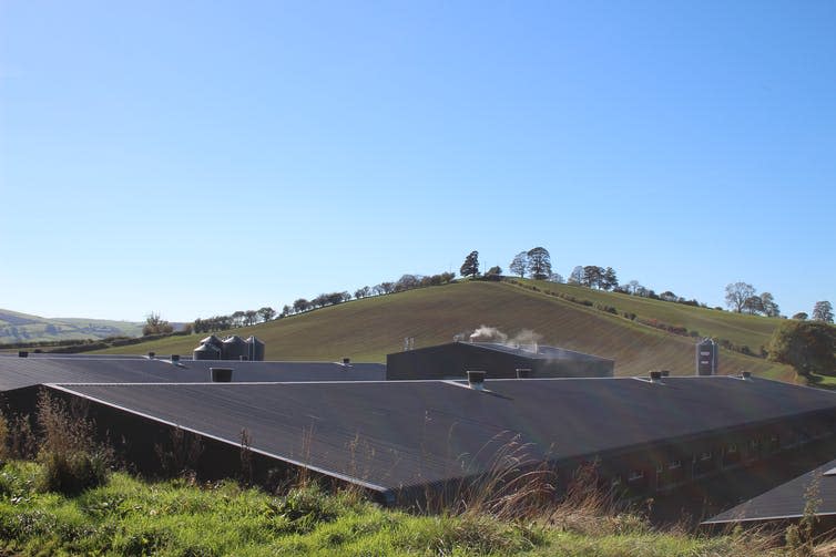 More massive chicken sheds in rural landscape.