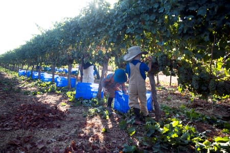 Volunteers for the U.S.-based Christian group HaYovel harvest grapes at a vineyard on the outskirts of Har Bracha settlement in the Israeli-occupied West Bank