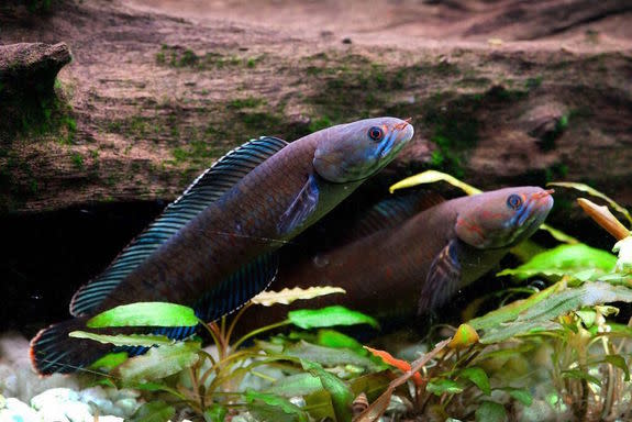 The recently discovered 'walking' snakehead fish can breathe air and survive for up to four days on land.