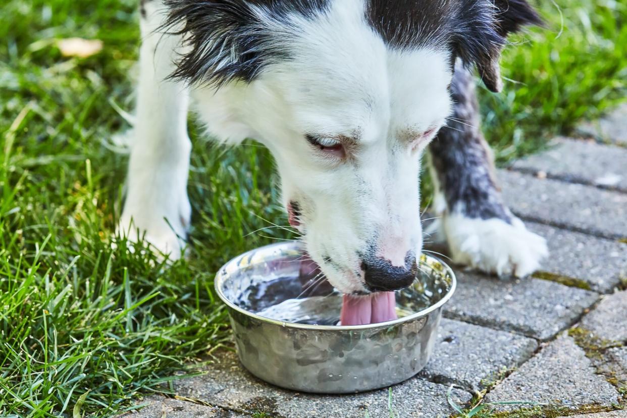 dog drinking water; furosemide for dogs