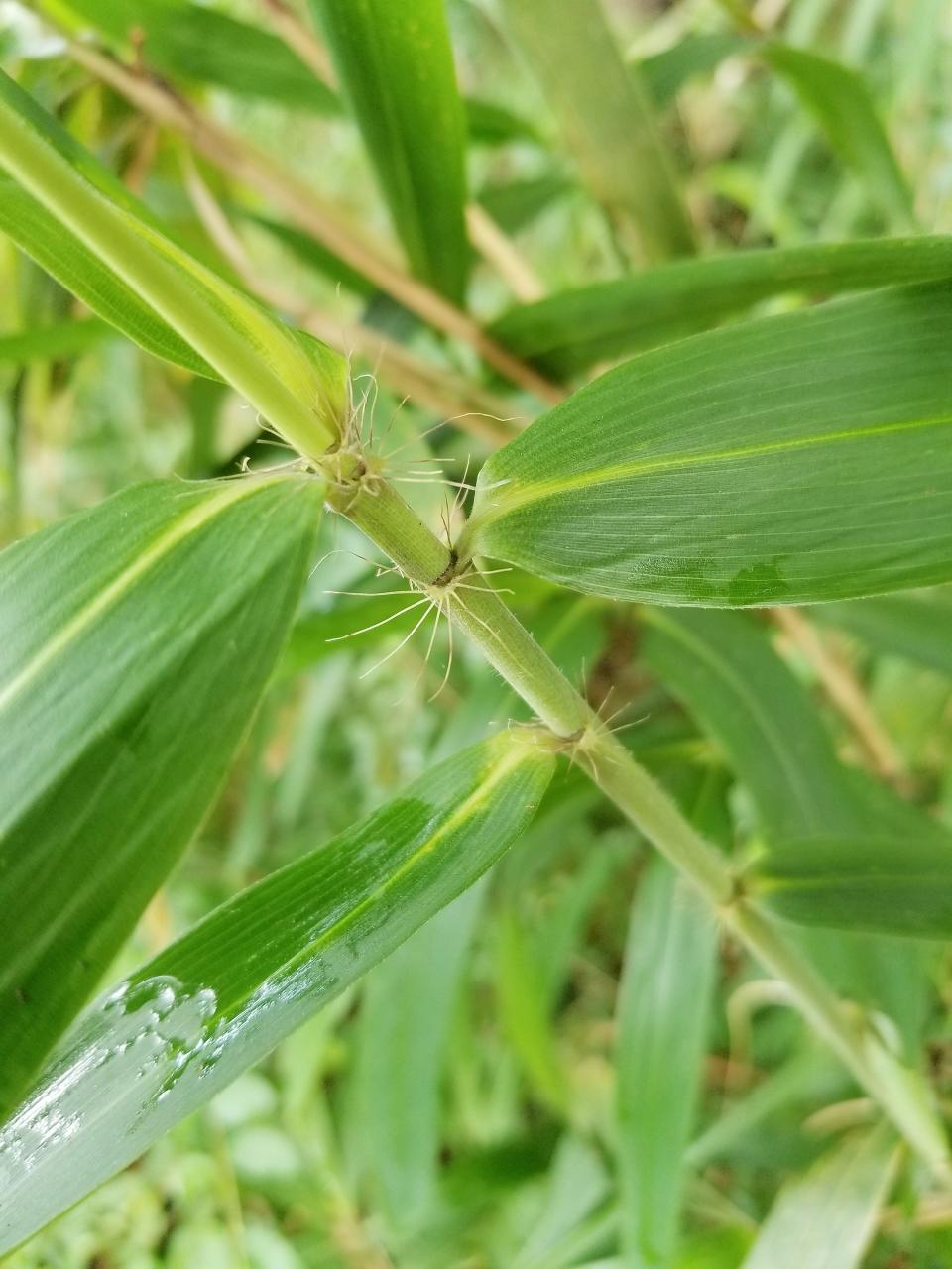 Tallapoosa Cane, or Arundinaria alabamensis, was discovered by Jacksonville State University biology professor Jimmy Triplett.