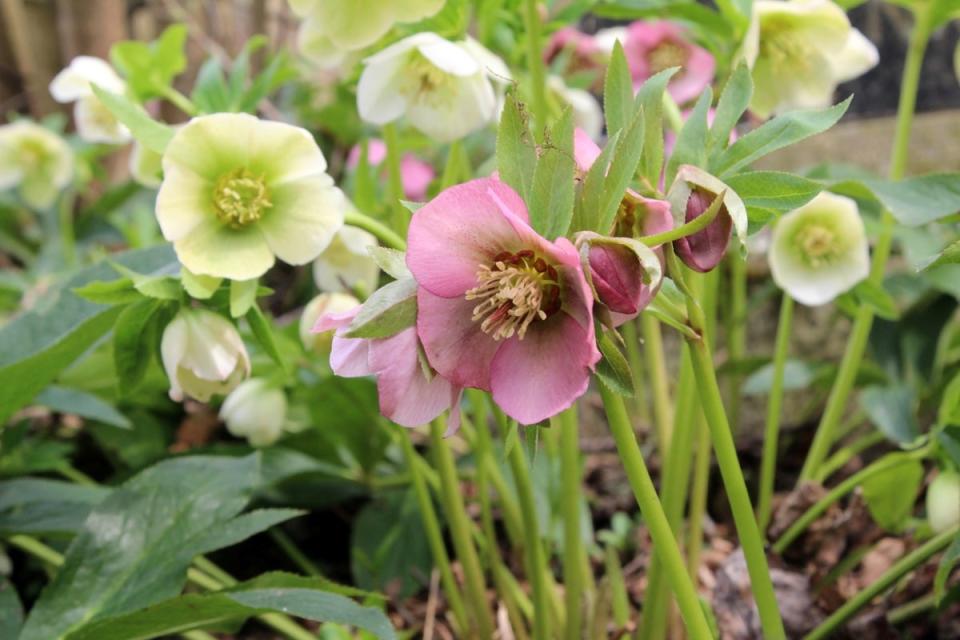 White and pink hellbore flowers