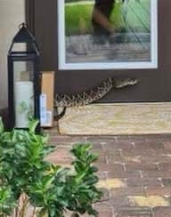 an Eastern diamondback rattlesnake that bit an Amazon delivery worker in Palm City, Florida
