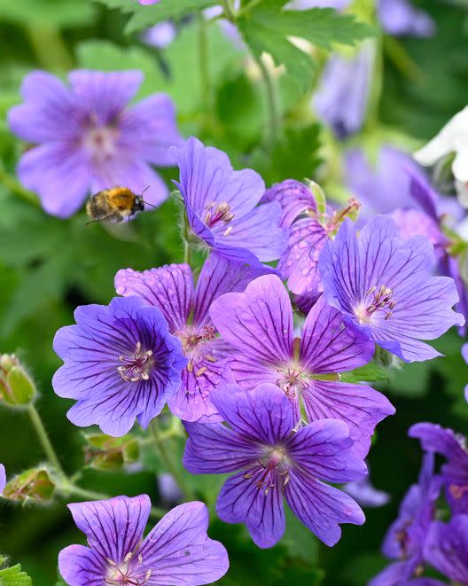 Cranesbill