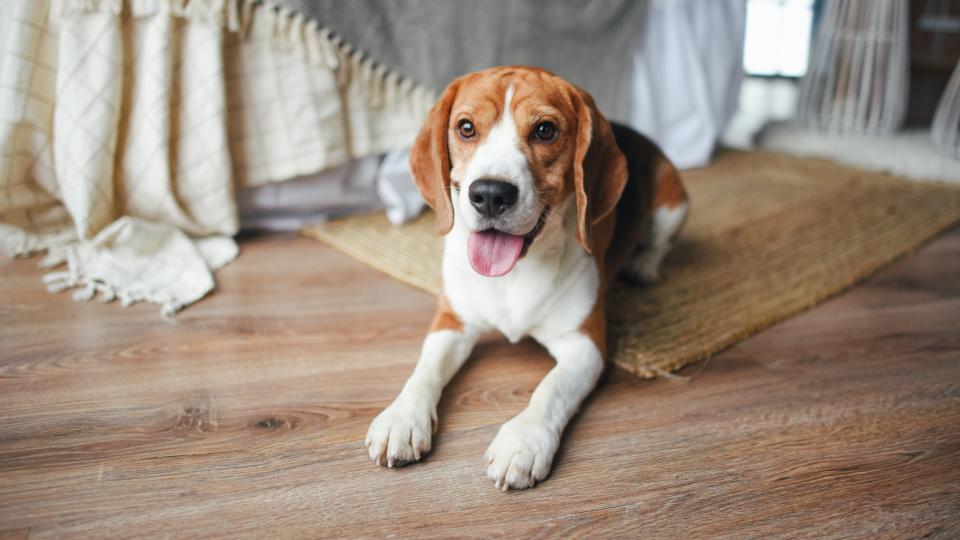 Beagle lying on rug
