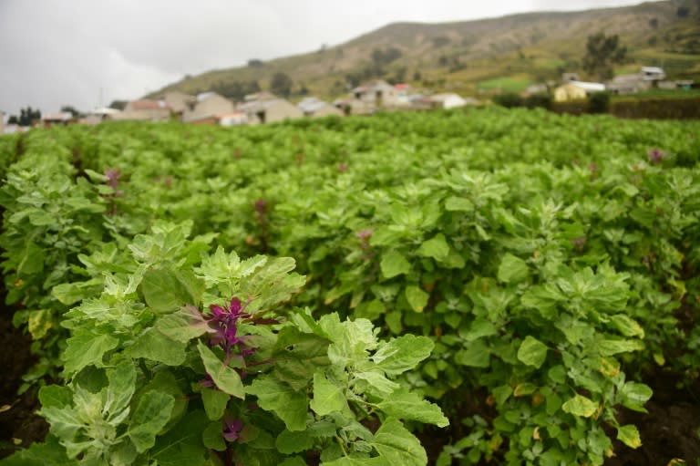 A field planted with quinoa in Colta, Chimborazo province in the central Ecuadorian Andes highlands, on January 25, 2017