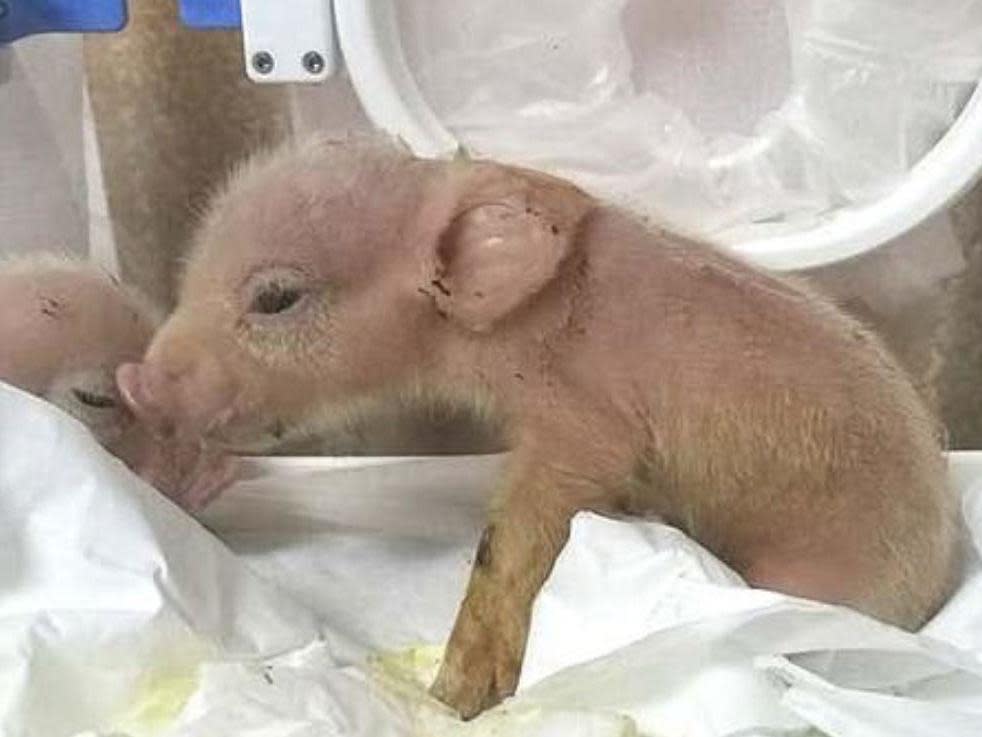 Two piglets were born with monkey DNA in their heart, liver, spleen, lung and skin: SKLSCRB