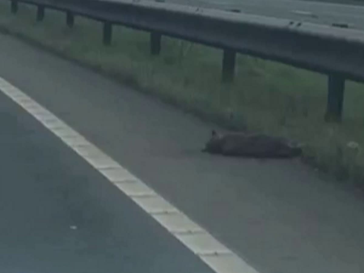 A motorist took a picture of a suspected dead puma in Chester. (SWNS)