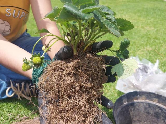 paja de trigo para sustrato cultivo