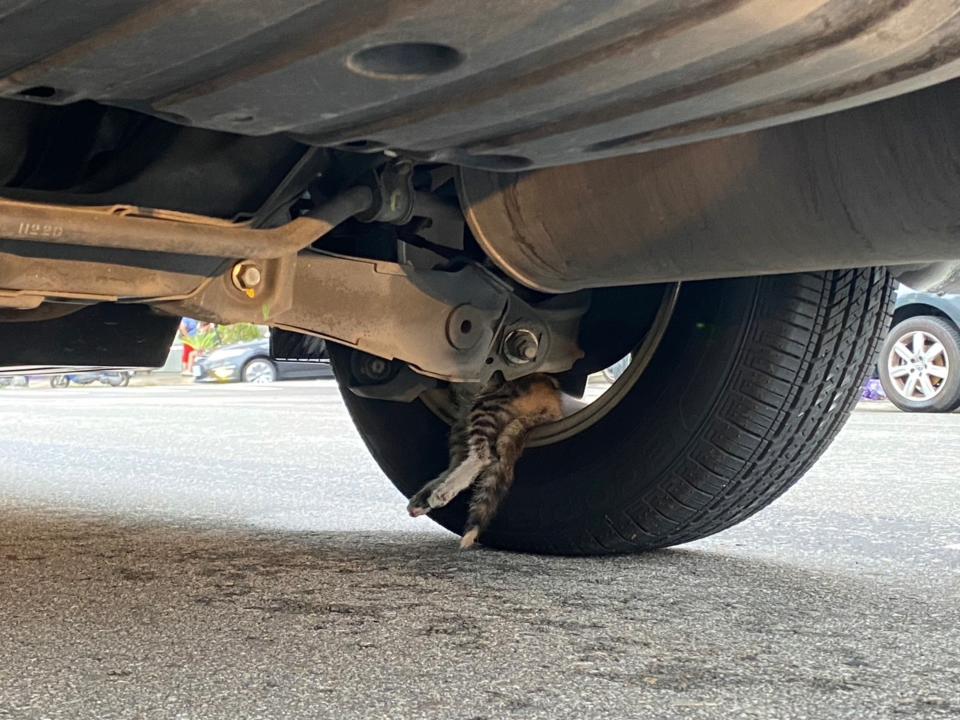 台中市潭子區19日有一輛自小客車停在道路快車道上，警方獲報到場了解，原來是有隻小貓受驚後躲進車後輪輪框內，讓車主不敢隨意移動。（中央社／民眾提供）