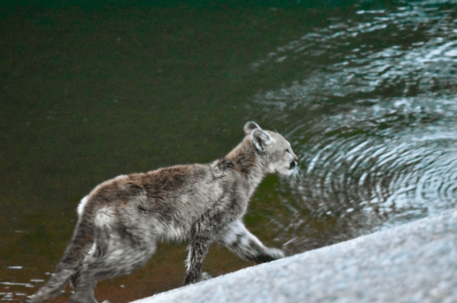 CPW rescues yearling mountain lions from spillway