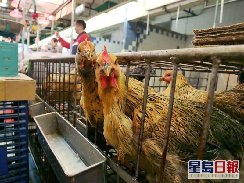 烏克蘭頓涅茨克州爆發高致病性H5N8禽流感，本港停止進口當地禽類產品。資料圖片