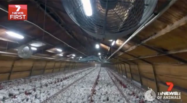 There are calls for cameras to be installed at chicken farms. Photo: Channel 7