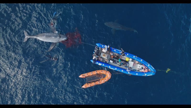 A shark circles a whale carcass decoy in a scene from “Belly of the Beast: Feeding Frenzy.”