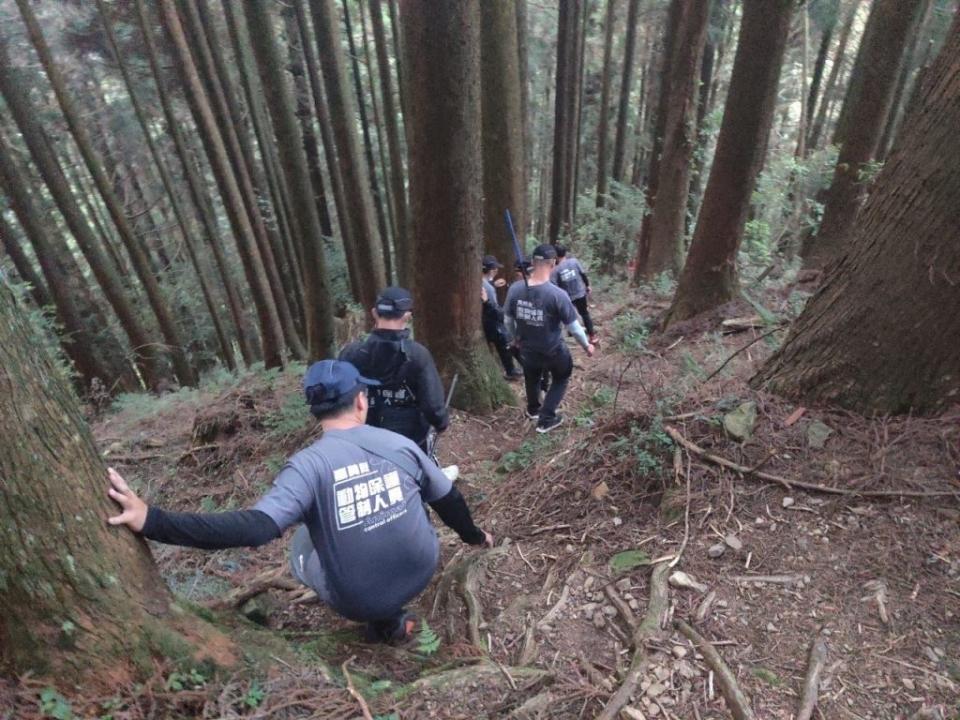 嘉義縣家畜疾病防治所動物保護管制隊人員，到阿里山捕抓攻擊「帝雉」的浪犬。（記者張誼攝）