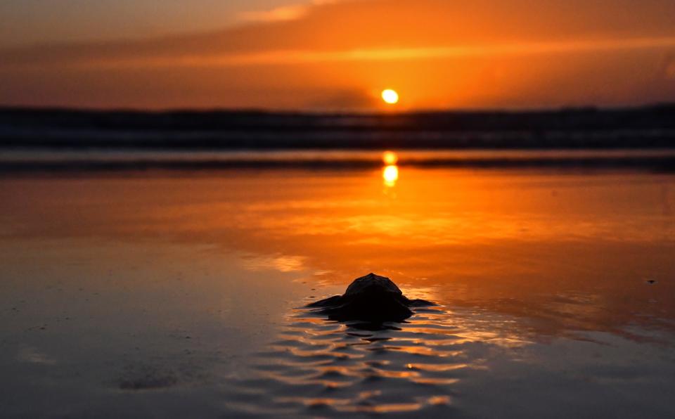 A loggerhead hatchling makes its way to the sea.