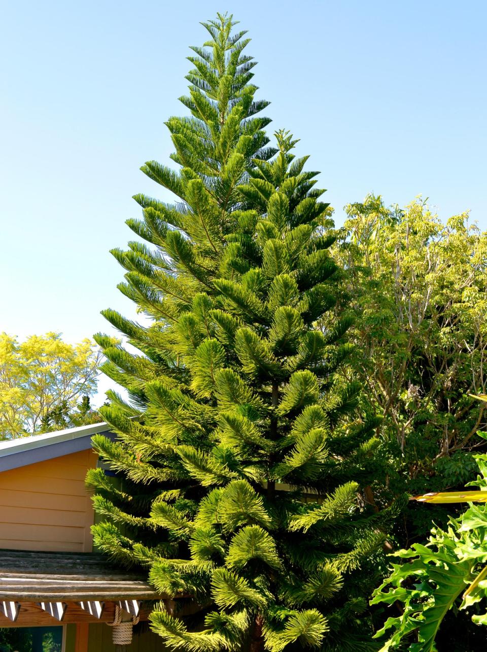 A Norfolk Island pine (Alamy Stock Photo)