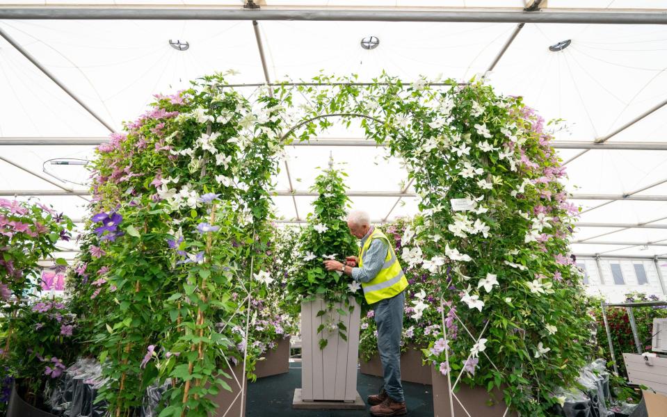 Raymond Evison makes adjustments to a display of clematis in the Grand Pavillion - Dominic Lipinski