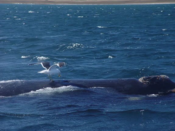 Kelp gulls will peck repeatedly at the same whale before taking a rest on the beach and letting another gull have a turn.