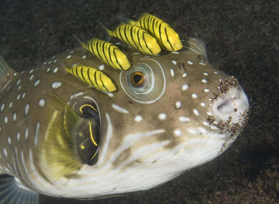 Juvenile golden trevally accompany whitespotted pufferfish