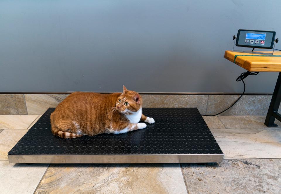 Ty weighs in a 26.6 pounds before his aqua therapy session at the Canine Aquatic Center Wednesday, May 1, 2024.