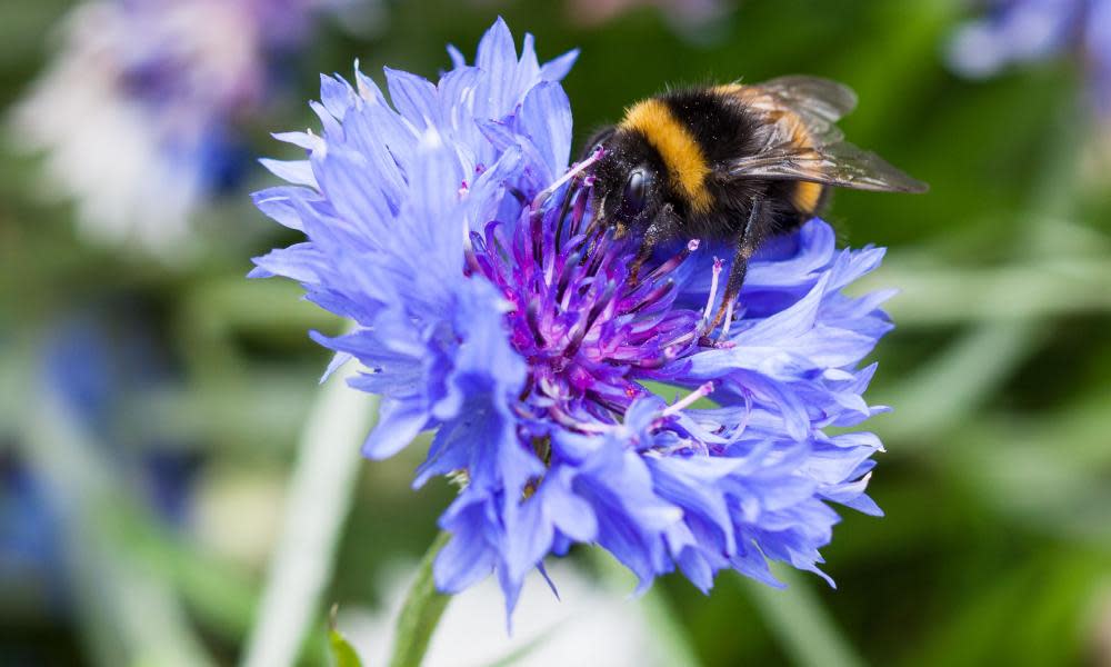 <span>Photograph: Eric Farrelly/Alamy</span>