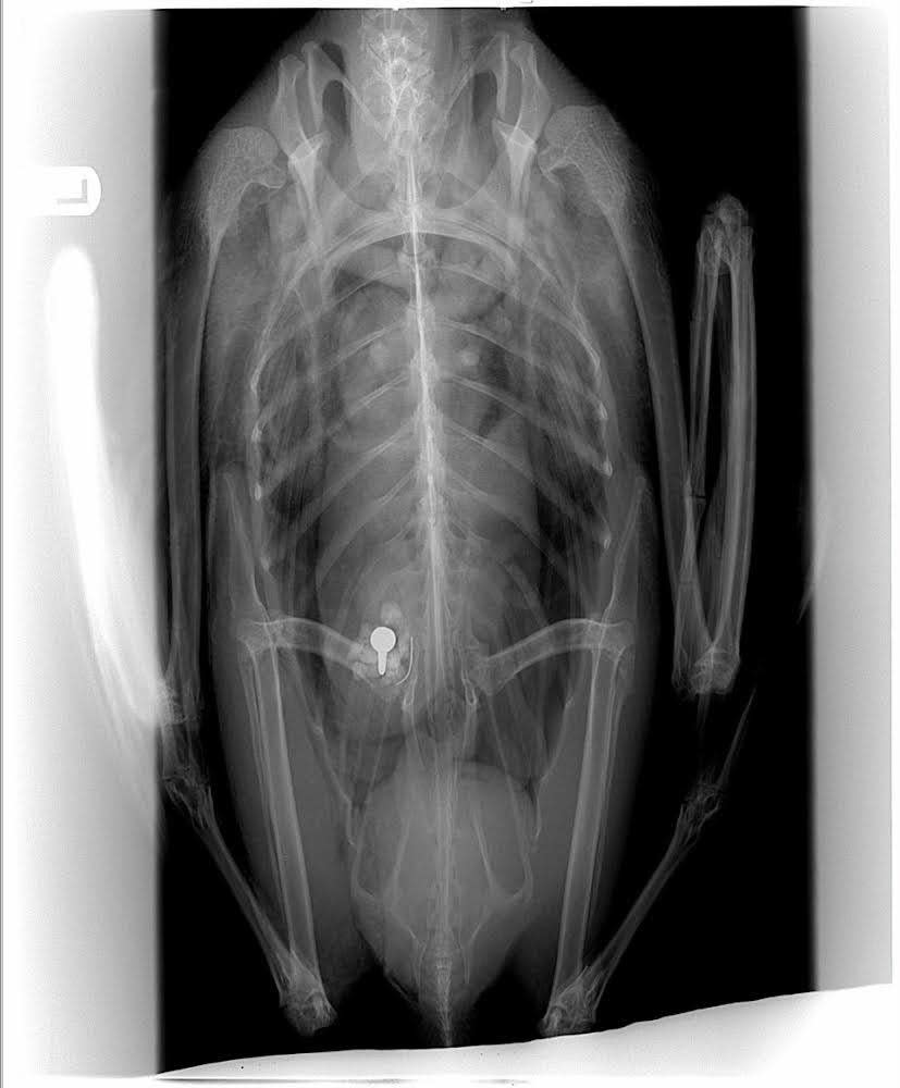 An x-ray of a loon taken by researchers to locate a piece of lead fish tackle inside, which poisons the loon and often leads to death.