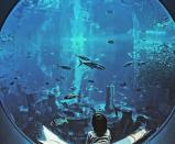 <p>L’hôtel<em> Atlantis The Palm</em>, situé à Dubai, est quatrième du classement. Il s’agit du seul hôtel de luxe des Emirats arabes unis présent dans la liste. Les instagrammeurs sont particulièrement fans des « aquariums d’Atlantis », qu’ils prennent souvent en photo.<br> Crédit photo : Instagram @atlantisthepalm </p>