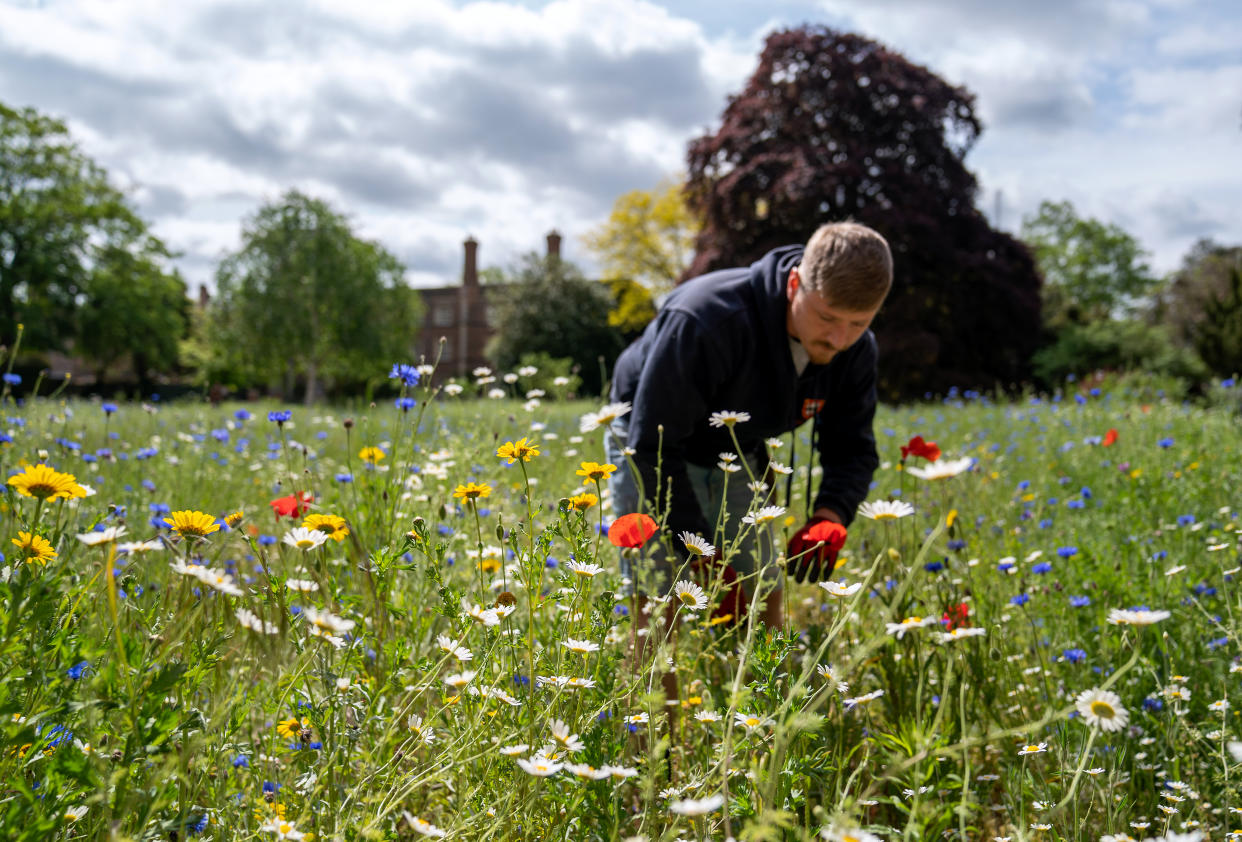 Danny Lawler in the wildflower meadow, showing Jesus College, Cambridge, in the background.