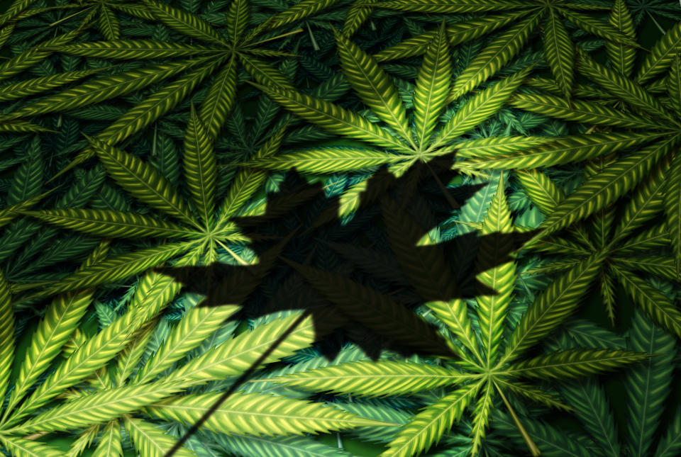 Shadow of a Canadian maple leaf on top of a pile of marijuana leaves