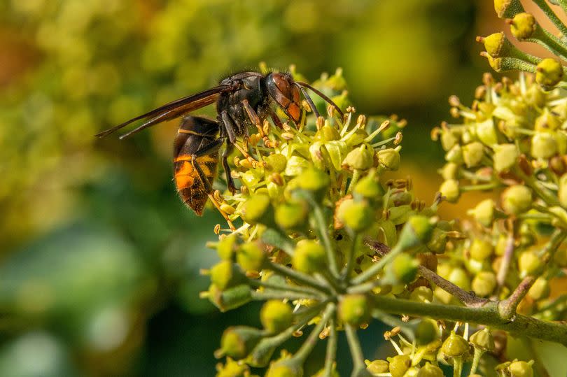 An Asian hornet taking nectar from an Ivy flower head