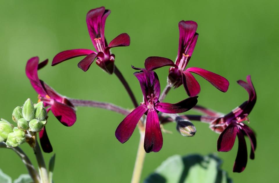 Pelargonium sidoides also known as African geranium or South African geranium. Shutterstock