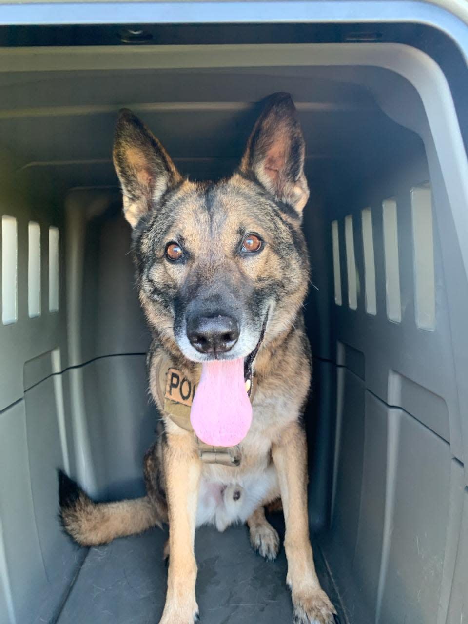 K-9 Quinn, a German Shepard, retired from East Lansing Police Department on Jan. 1, 2022.