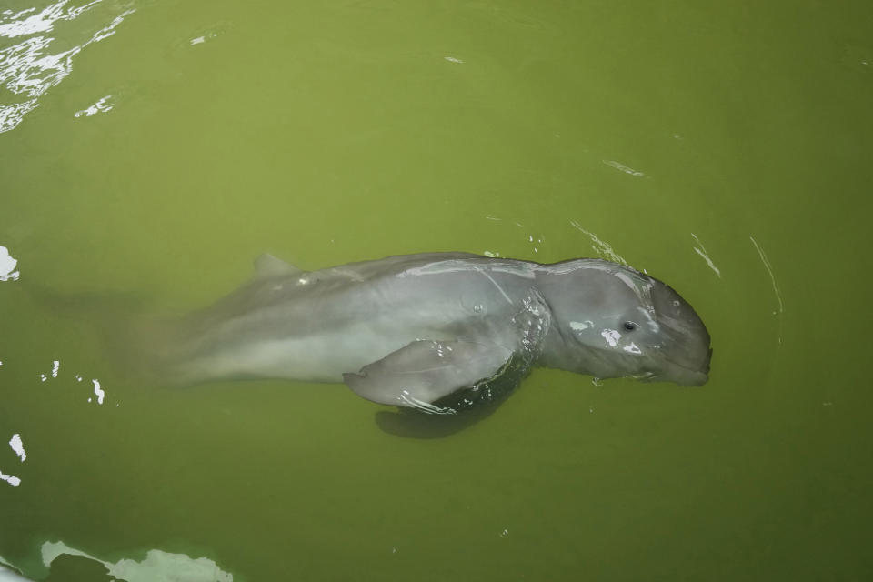 A baby dolphin named Paradon swims at the Marine and Coastal Resources Research and Development Center in Rayong province in eastern Thailand, Friday, Aug. 26, 2022. The Irrawaddy dolphin calf was drowning in a tidal pool on Thailand’s shore when fishermen found him last month. The calf was nicknamed Paradon, roughly translated as “brotherly burden,” because those involved knew from day one that saving his life would be no easy task. But the baby seems to be on the road to recovery. (AP Photo/Sakchai Lalit)