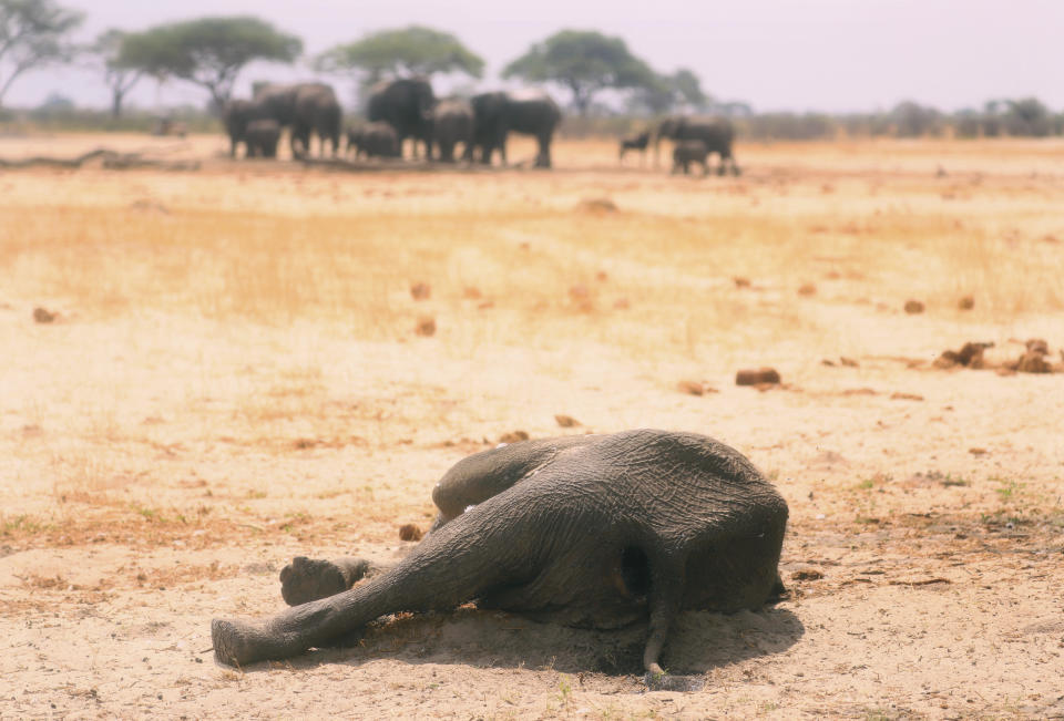 In this photo taken Sunday Nov. 10, 2019, a dead elephant lays in the Hwange National Park, Zimbabwe. More than 200 elephants have died amid a severe drought, Zimbabwe's parks agency said Tuesday Nov. 12, and a mass relocation of animals is planned to ease congestion. (AP Photo)