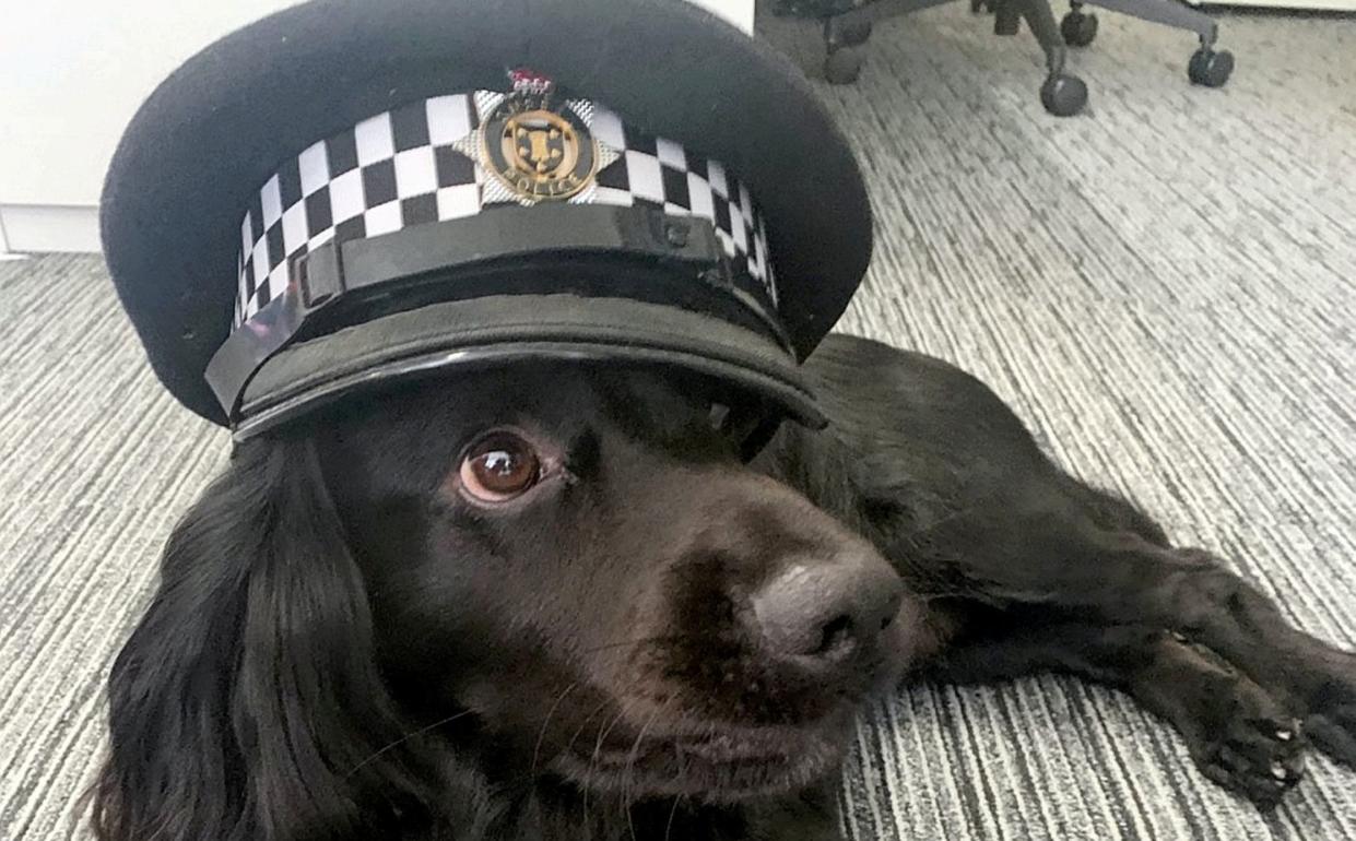 Police are using emotional support dogs, like this one, to help officer and calm suspects down. - Sussex Police/SWNS