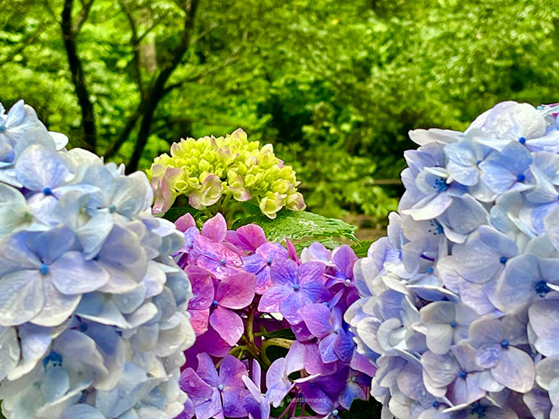 日本繡球花2024｜最新繡球花開花預測！一文睇清東京/大阪/京都賞花時間表+繡球花名所推介+睇最新開花狀況